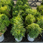 Row of potted Firepower Heavenly Bamboo plants in a garden setting
