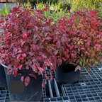 Potted Firepower Heavenly Bamboo plants with red and green leaves on a grid surface