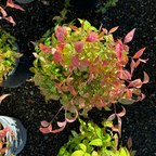 Small potted Firepower Heavenly Bamboo plant with red and green leaves on a dark soil background