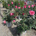 First Prize Rose