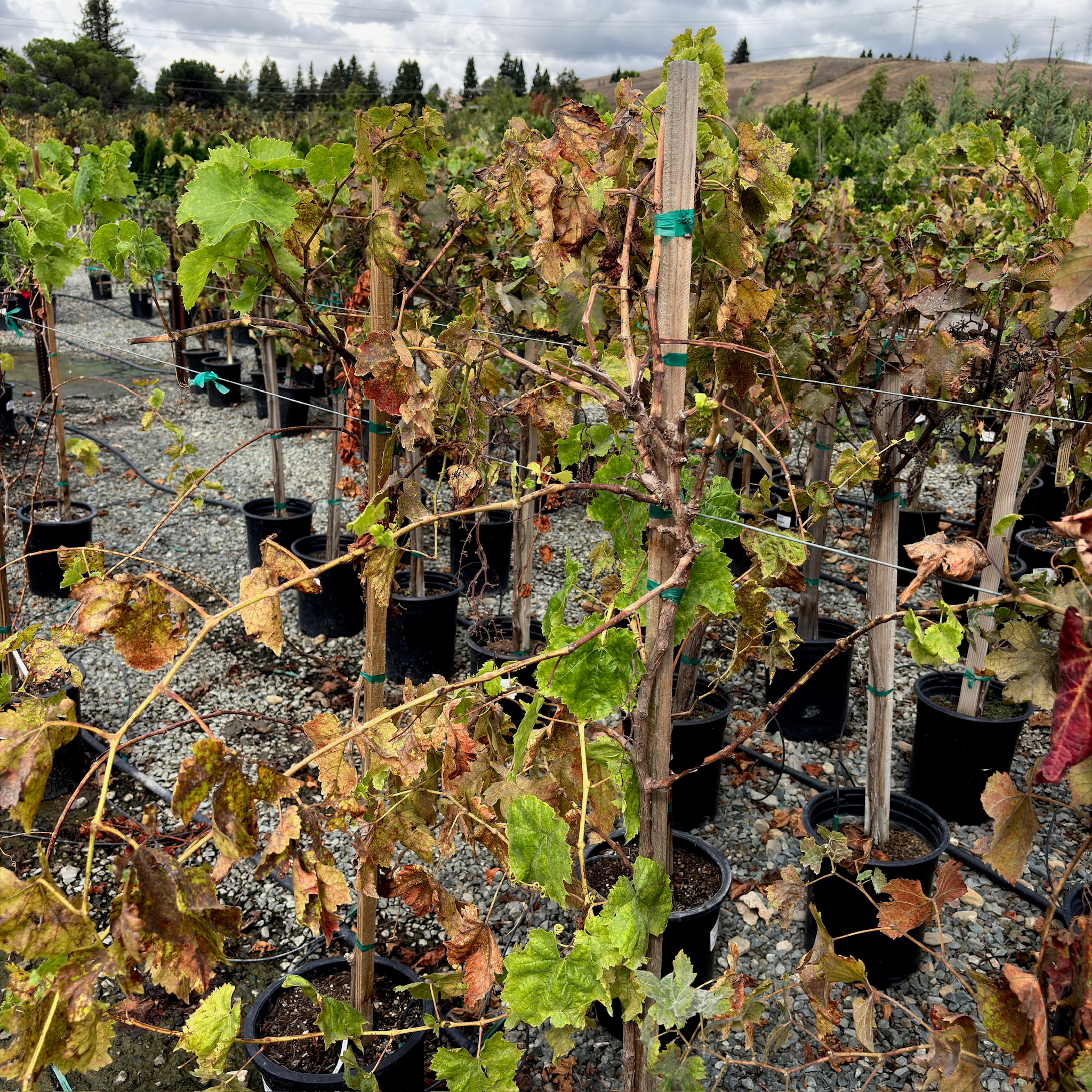 Flame Seedless European Grape