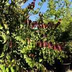 Flame Thrower Redbud