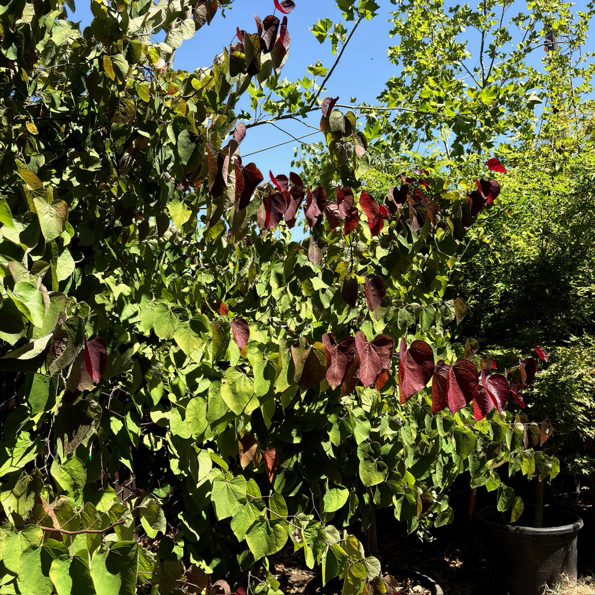 Flame Thrower Redbud