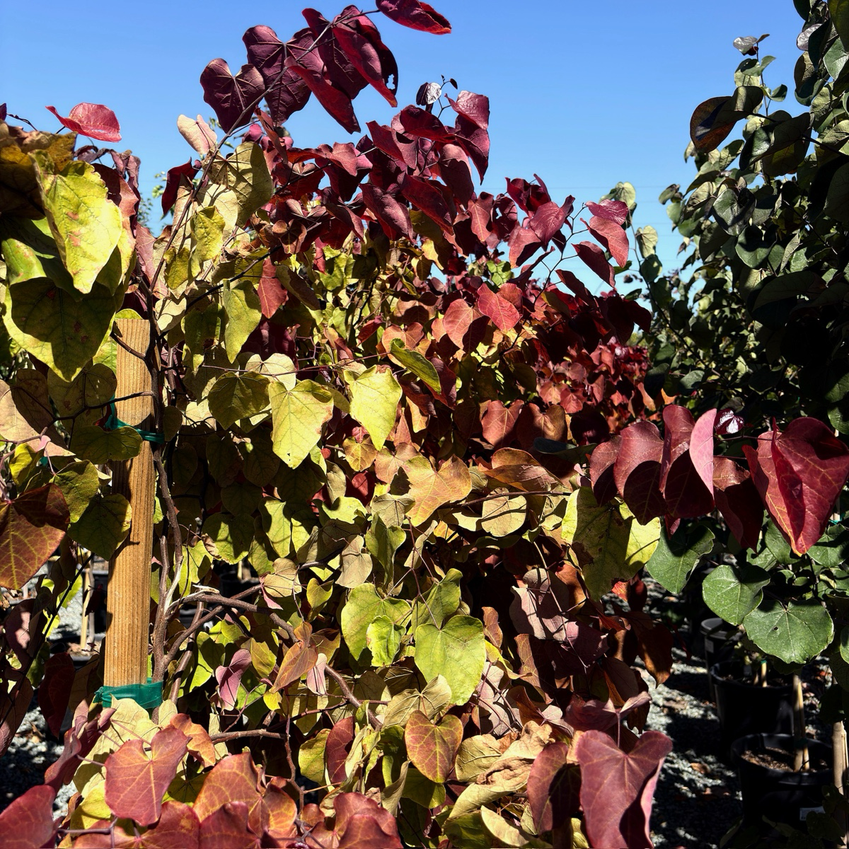 Flame Thrower Redbud