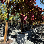 Flame Thrower Redbud