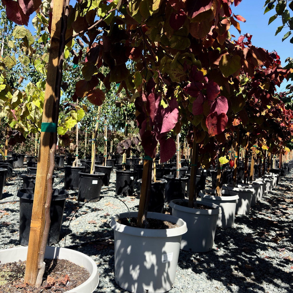 Flame Thrower Redbud