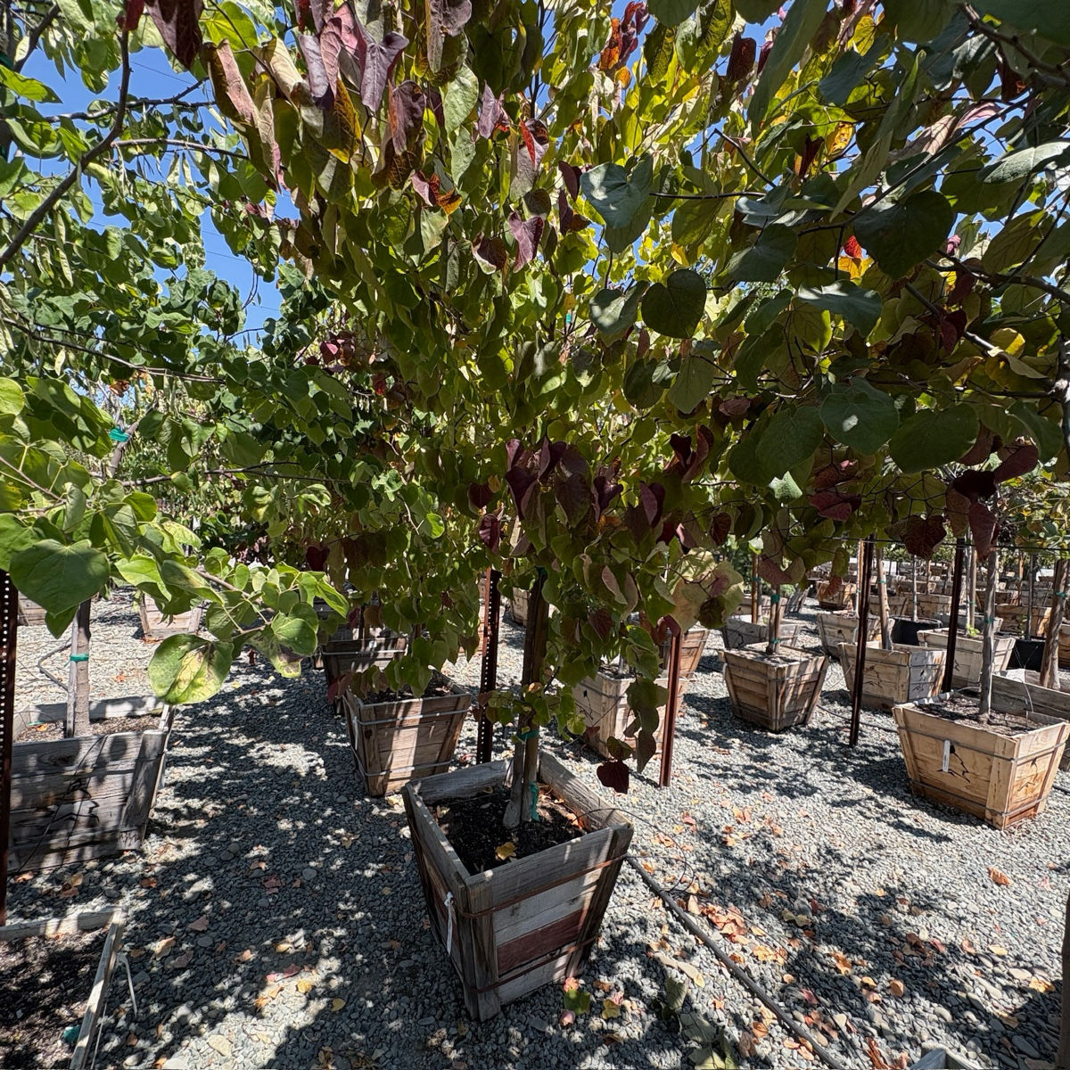 Flame Thrower Redbud