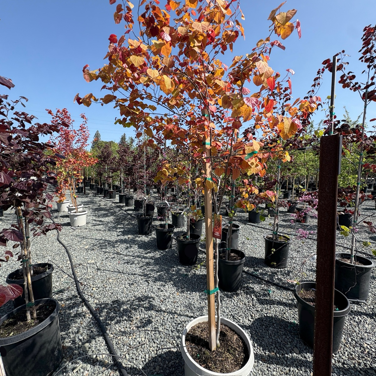 Flame Thrower Redbud