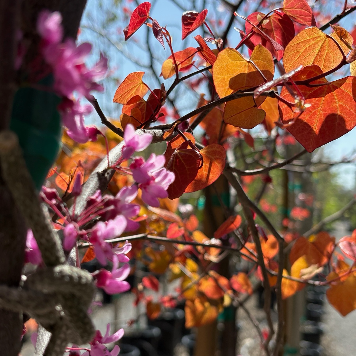 Flame Thrower Redbud