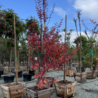 Flame Thrower Redbud