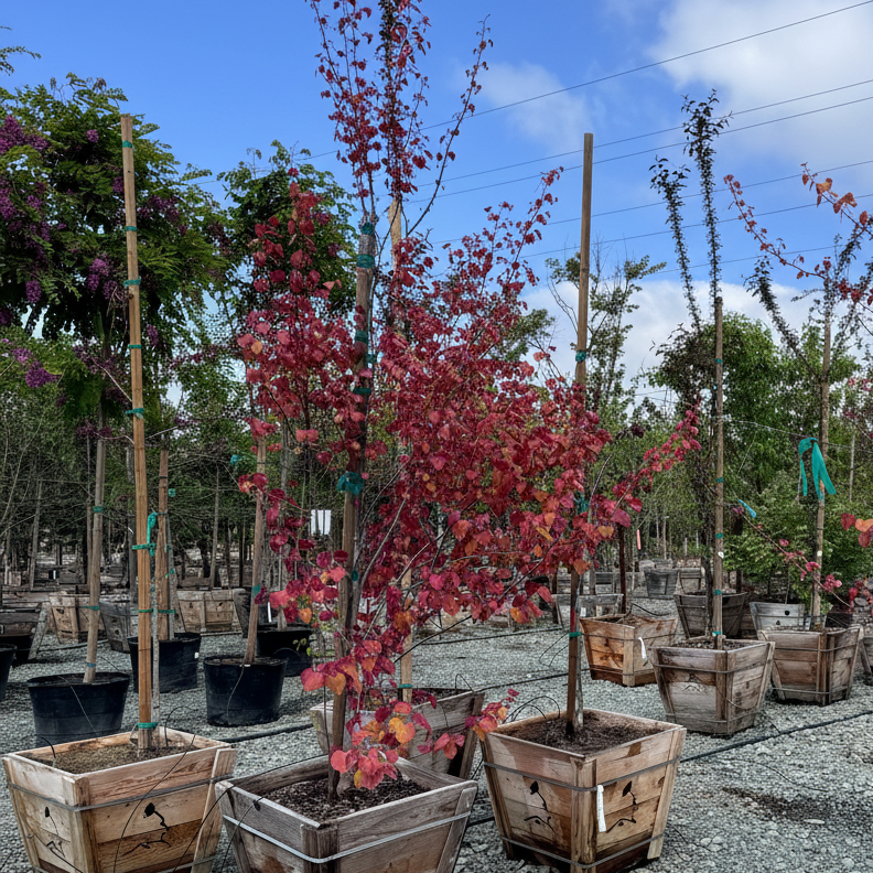 Flame Thrower Redbud