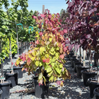 Flame Thrower Redbud