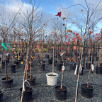 Flame Thrower Redbud