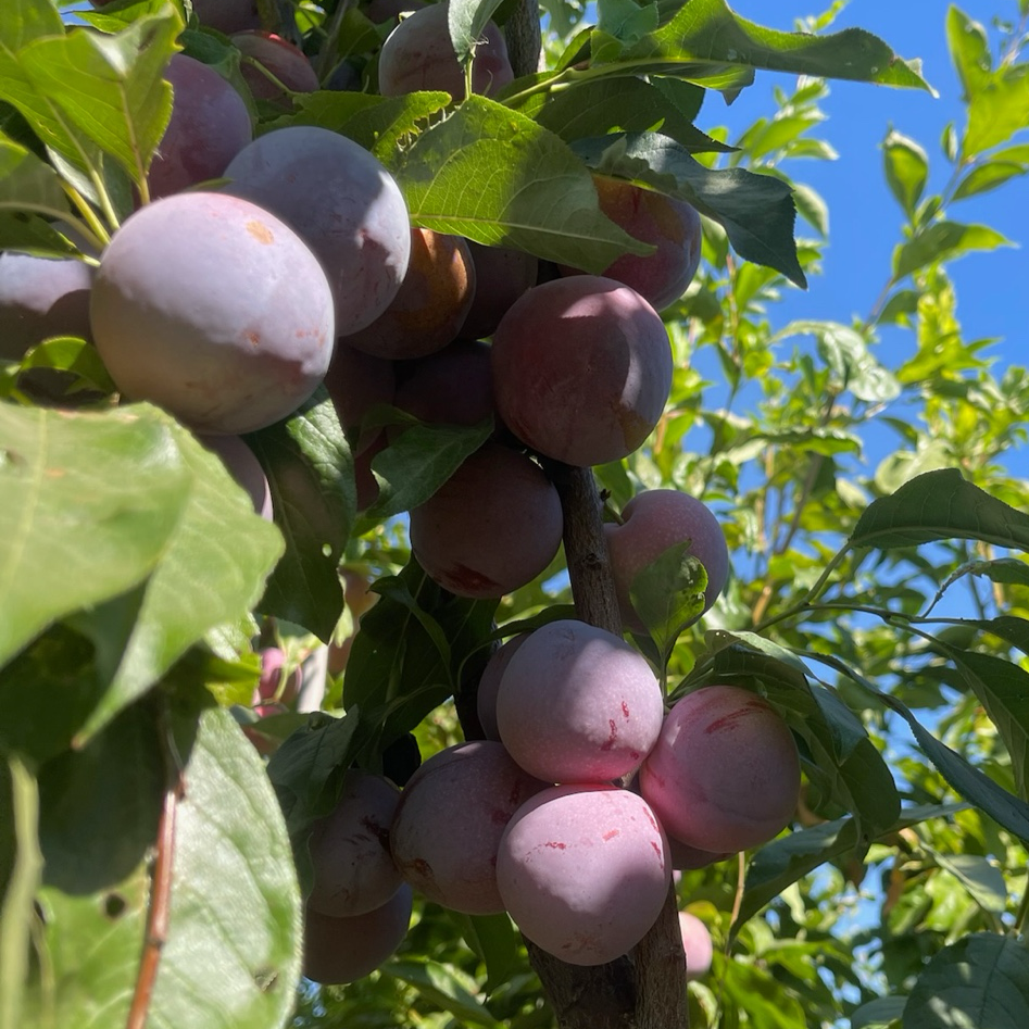 Flavor King Pluot