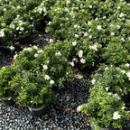 Flower Carpet Rosa