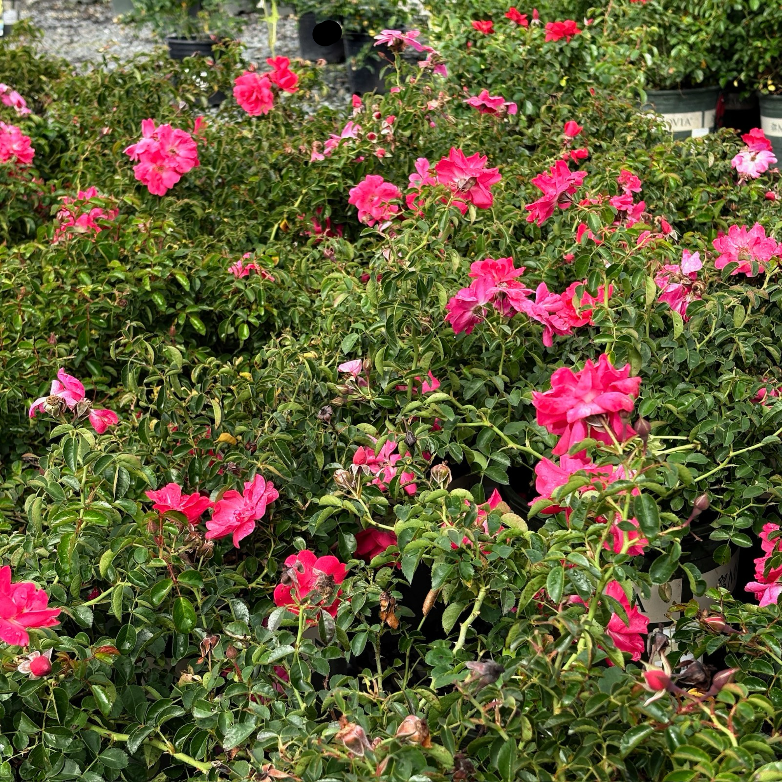 Flower Carpet Rosa