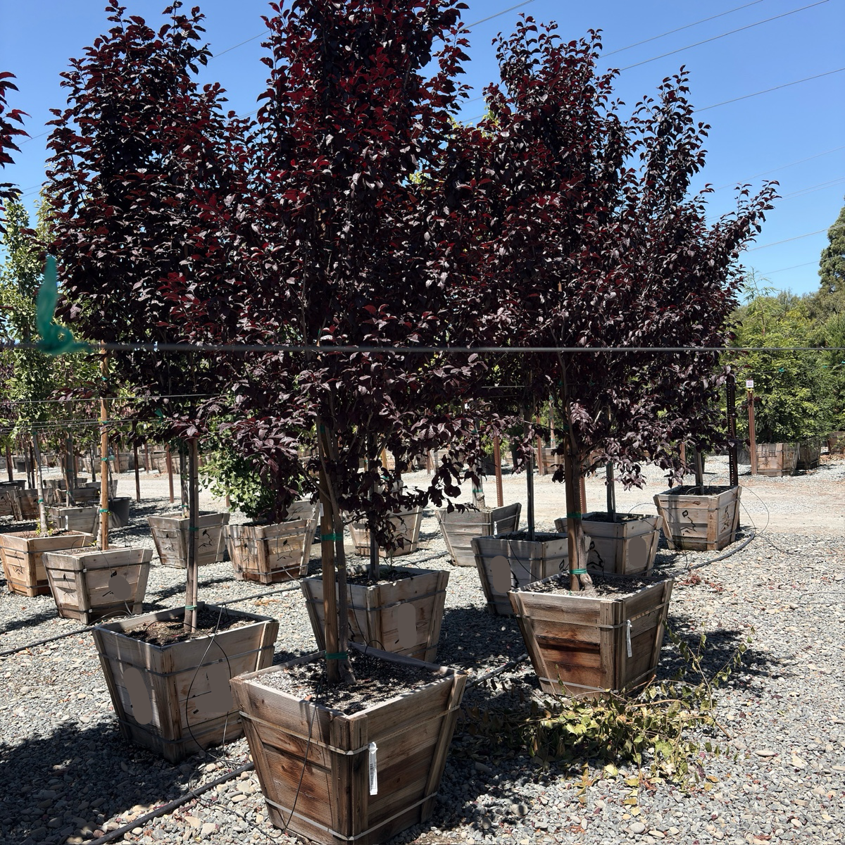 Flowering Plum