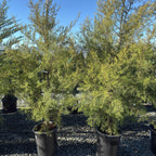 Forbes Cypress