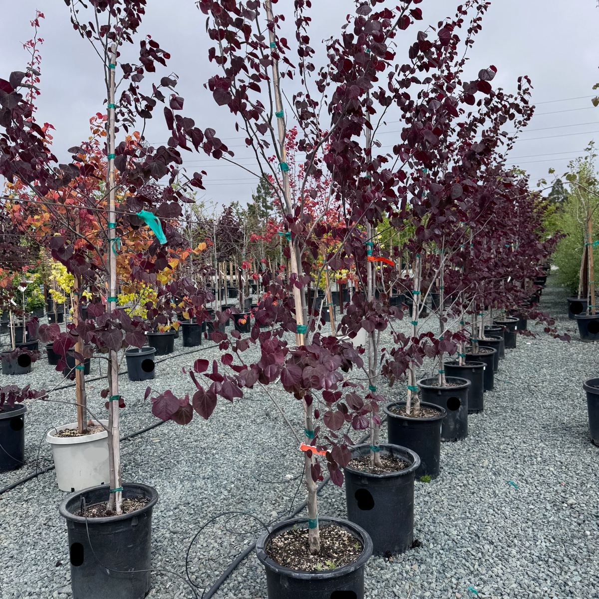 Forest Pansy Eastern Redbud