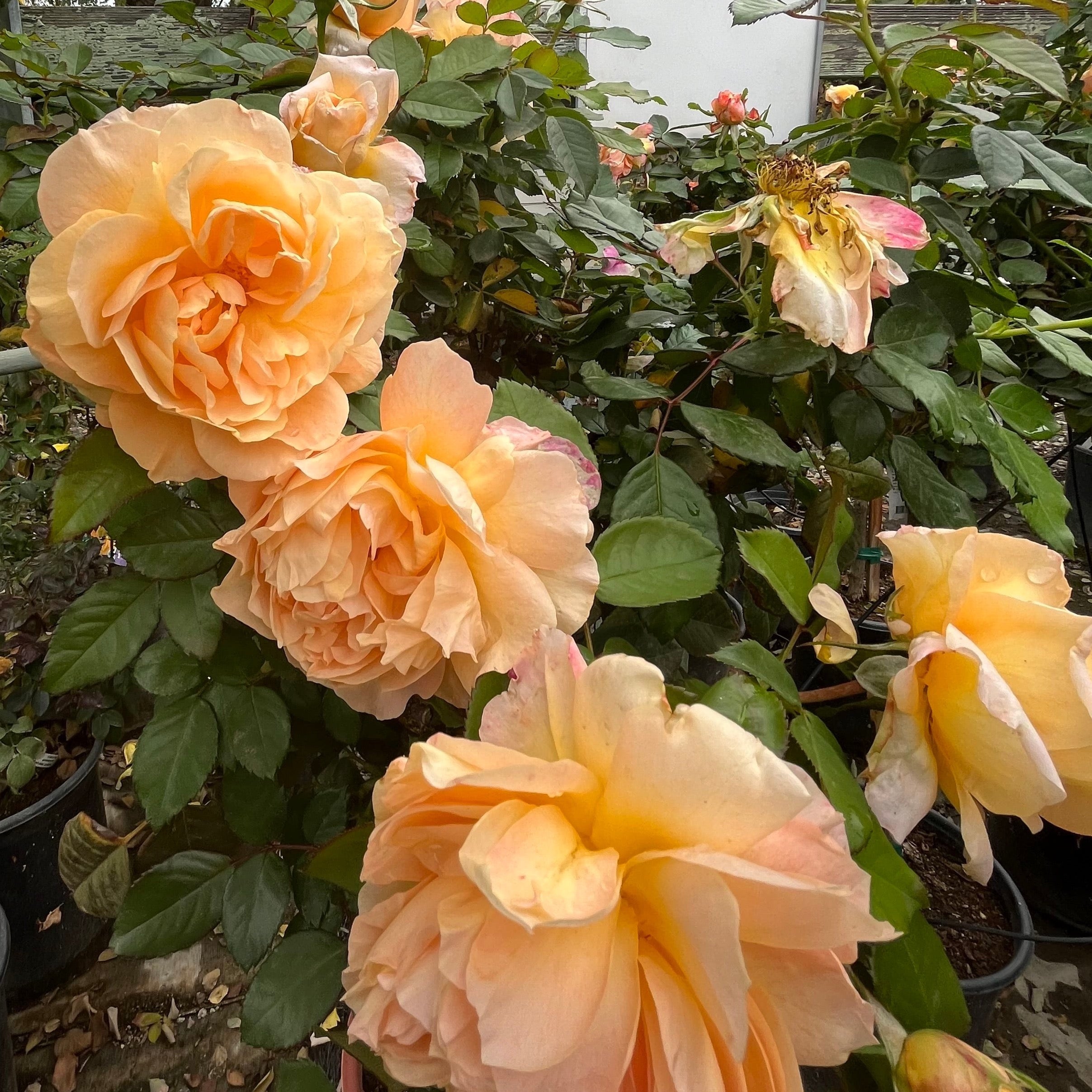 Forever Amber Floribunda Rose