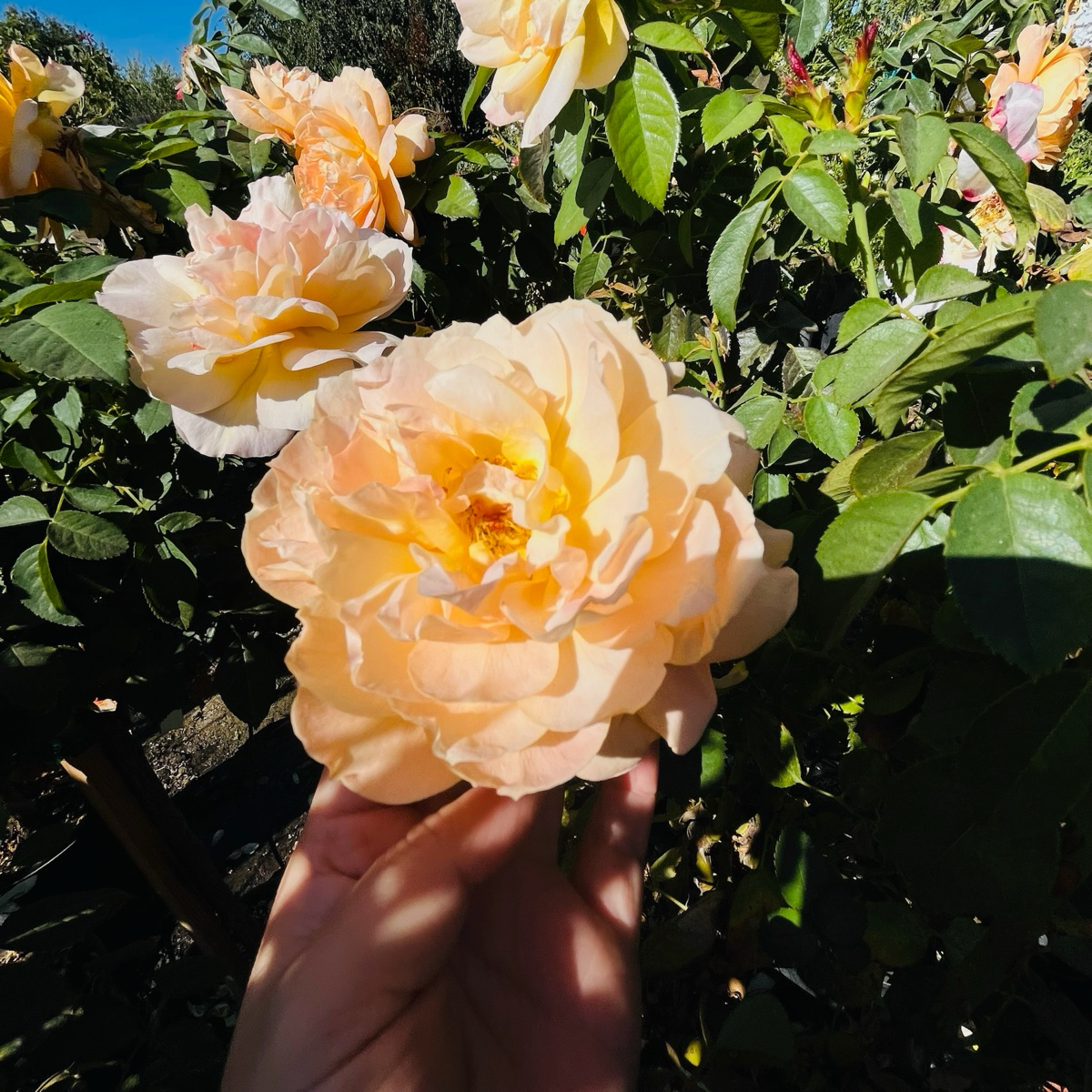 Forever Amber Floribunda Rose