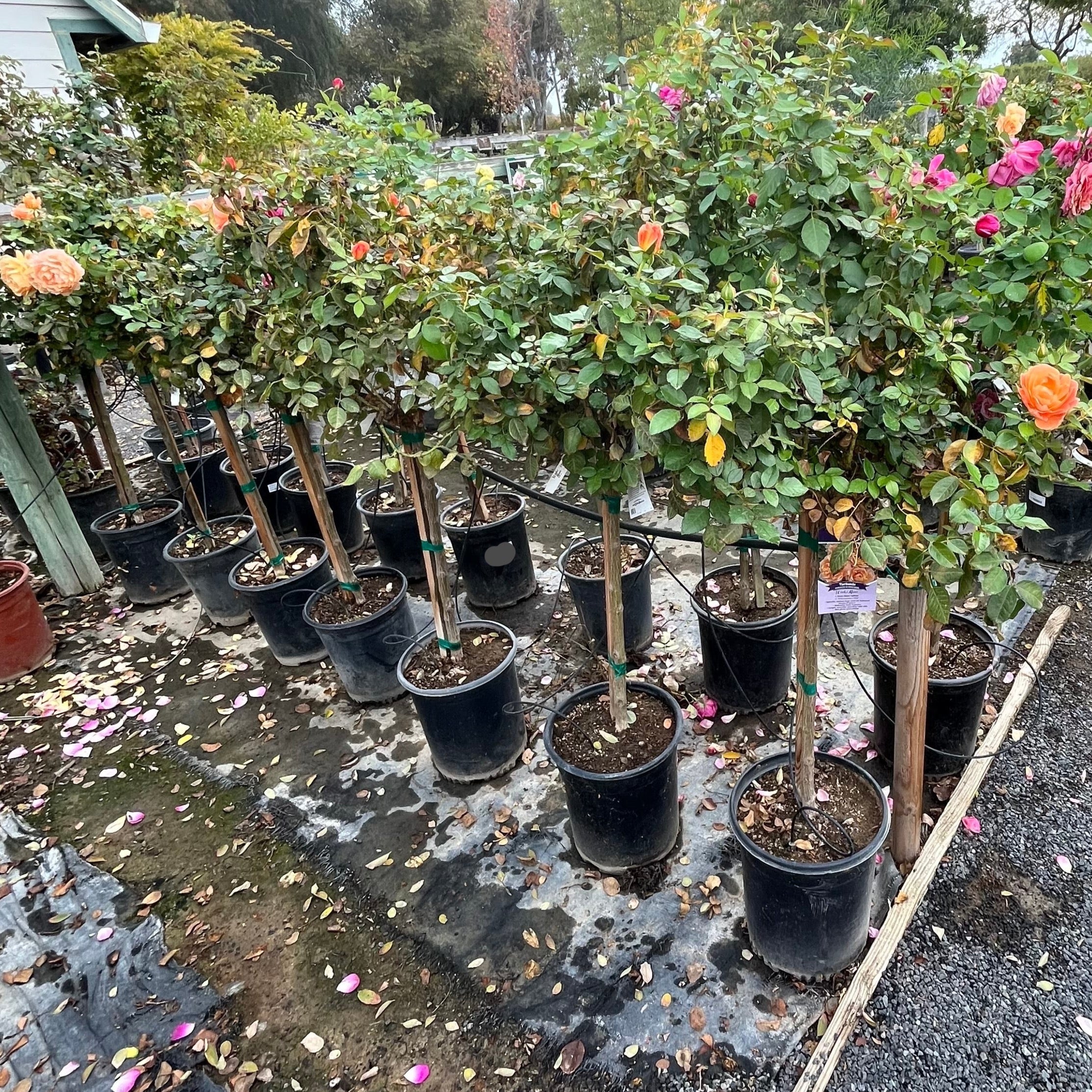 Forever Amber Floribunda Rose