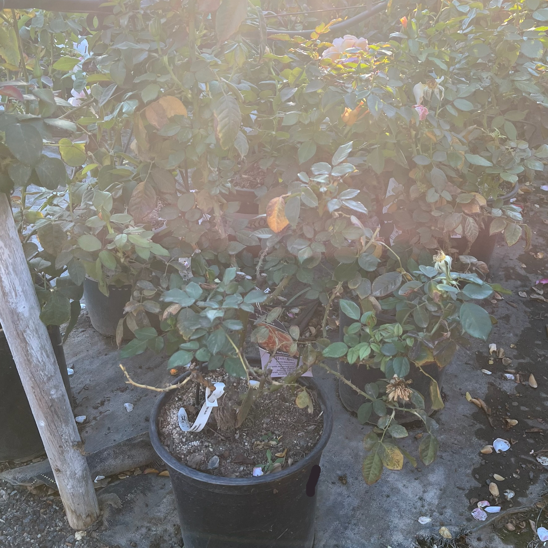 Forever Amber Floribunda Rose