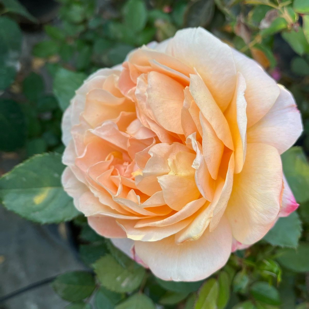 Forever Amber Floribunda Rose