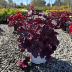 Forever Purple Coral Bells