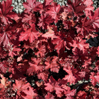 Forever Red Coral Bells
