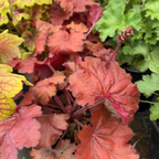 Forever Red Coral Bells