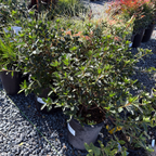 Formosa Azalea