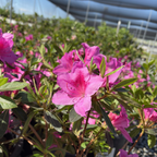 Formosa Azalea
