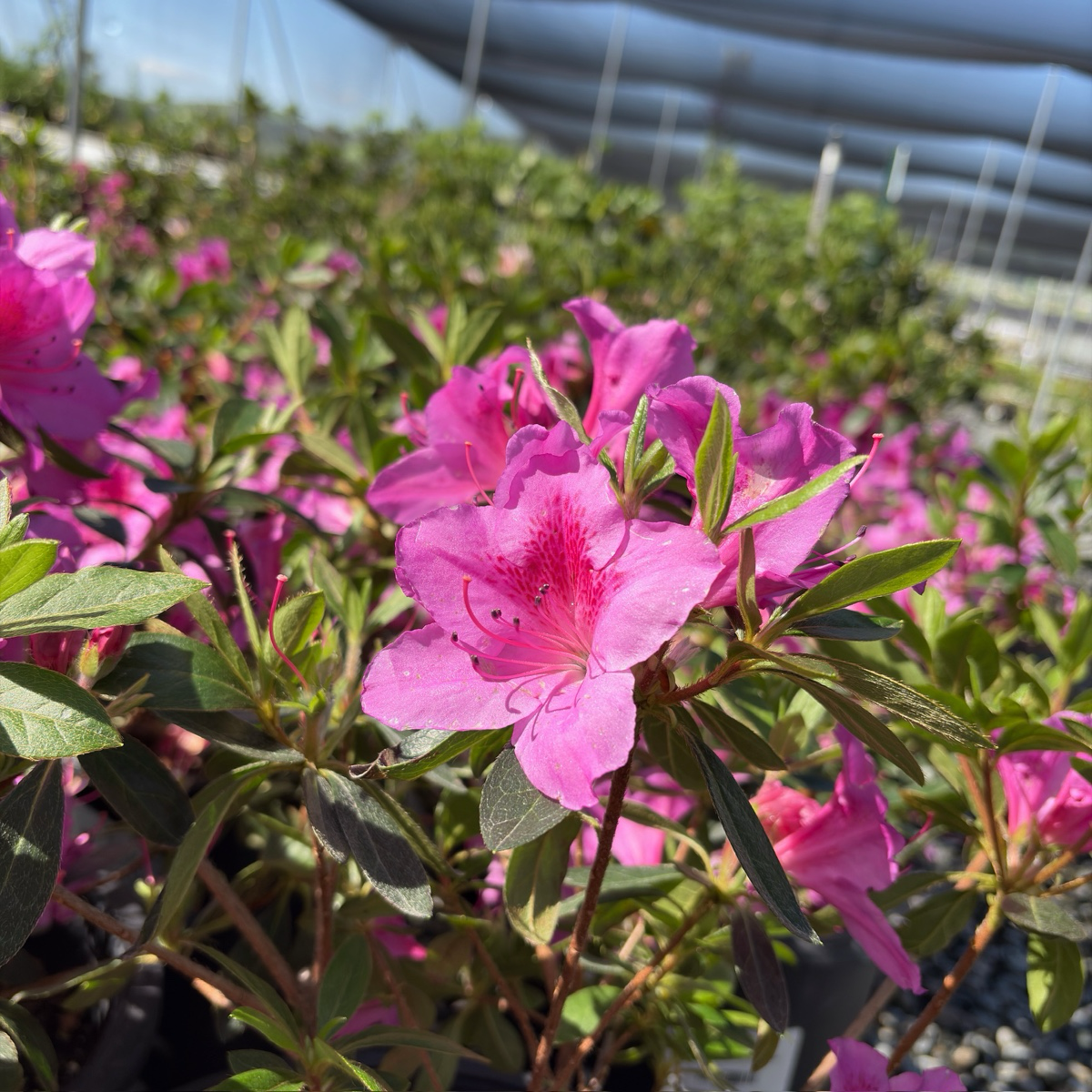 Formosa Azalea