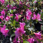 Formosa Azalea