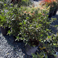 Formosa Azalea