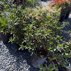 Formosa Azalea