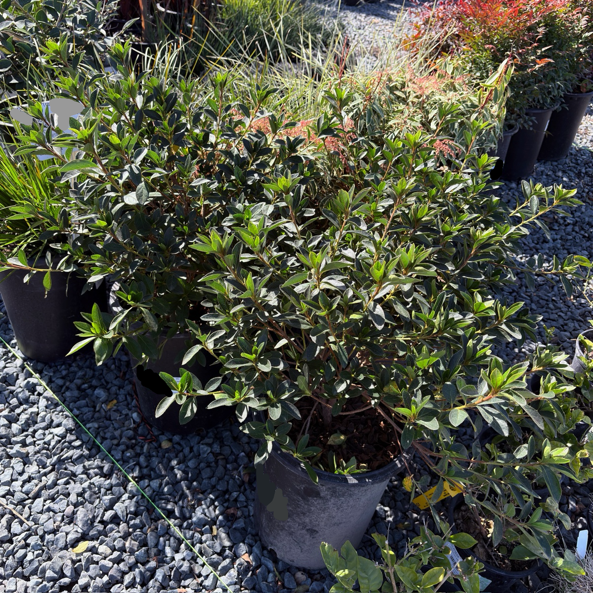 Formosa Azalea