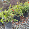 Formosa Firethorn
