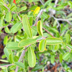 Formosa Firethorn