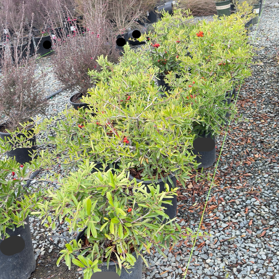 Formosa Firethorn