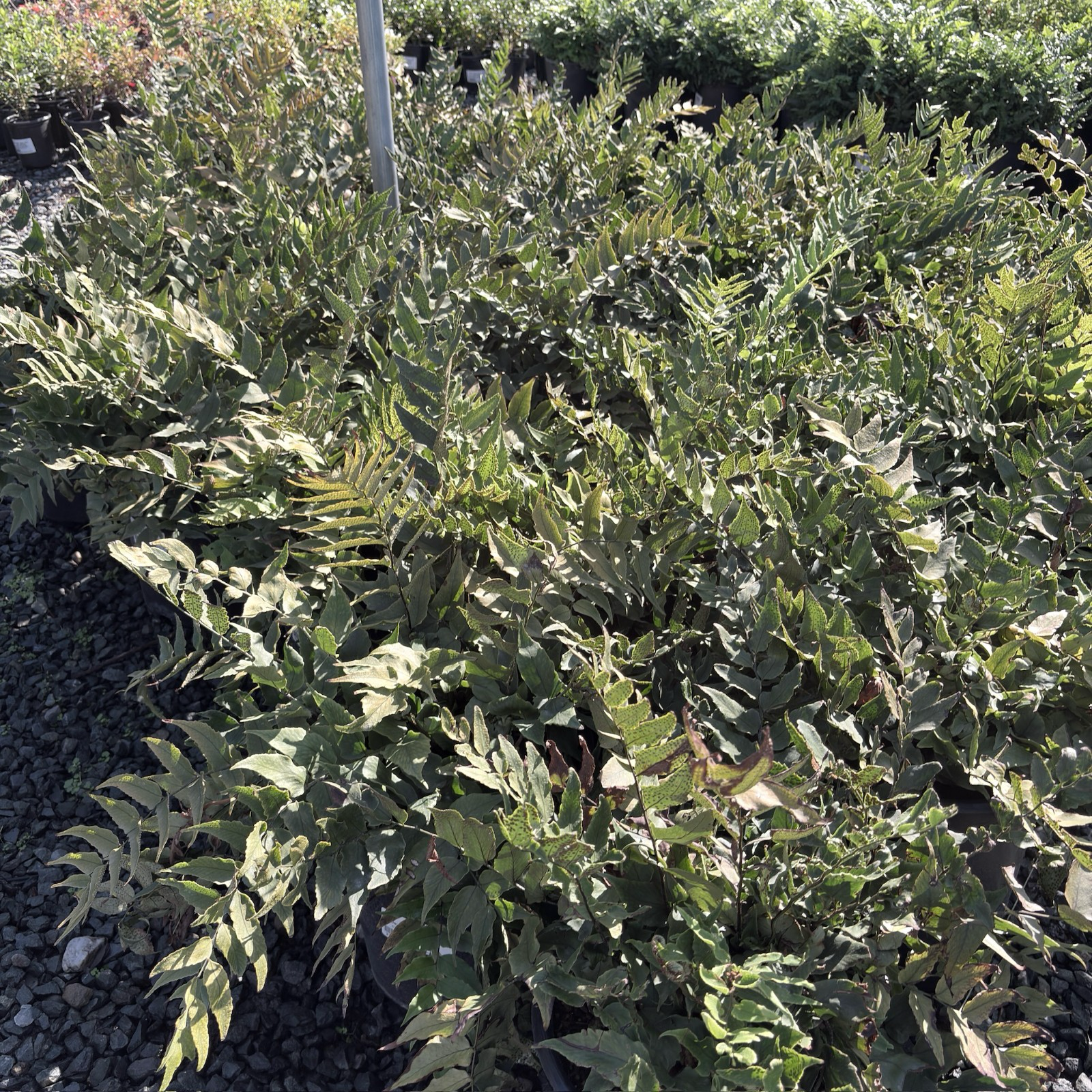 Fortune's Holly Fern