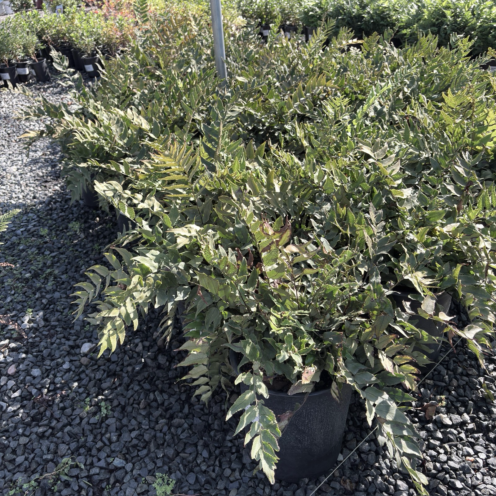 Fortune's Holly Fern