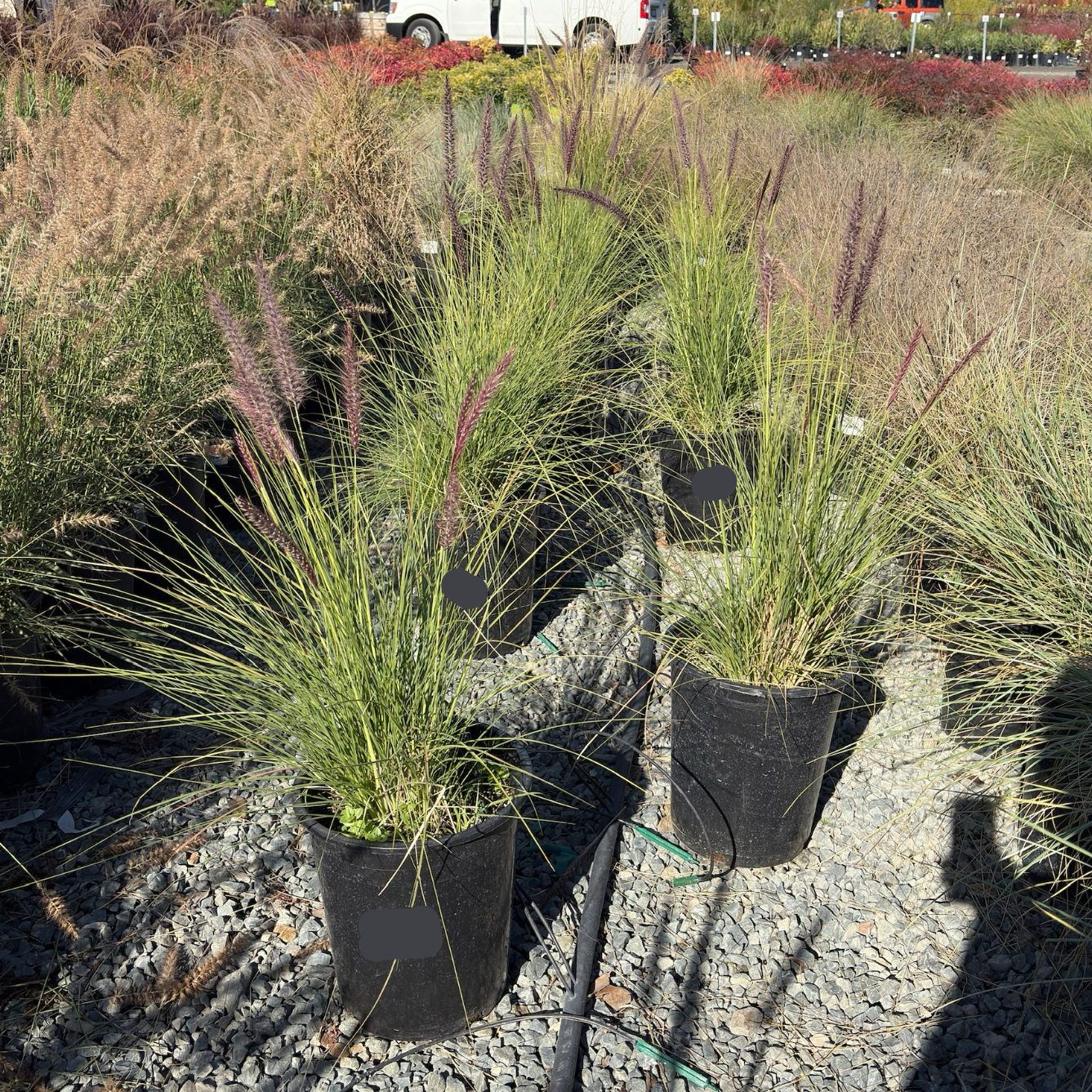 Fountain Grass