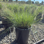  Fountain Grass