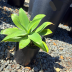 Fox Tail Agave
