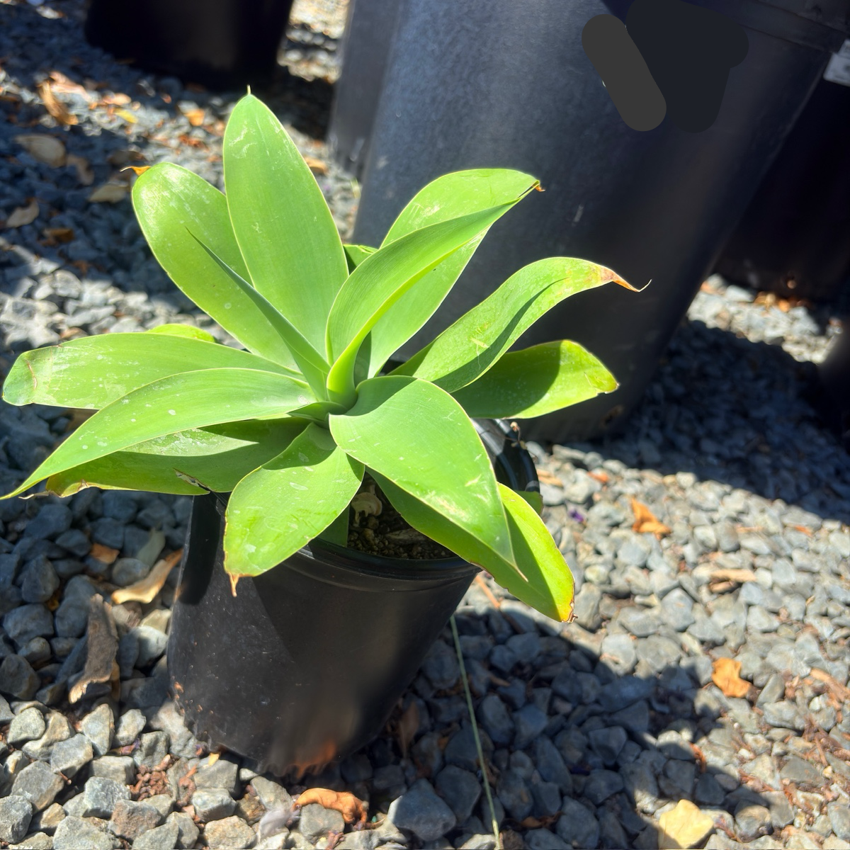Fox Tail Agave