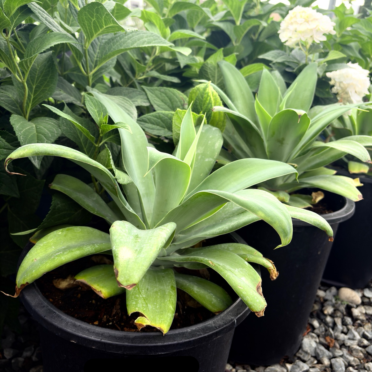 Fox Tail Agave