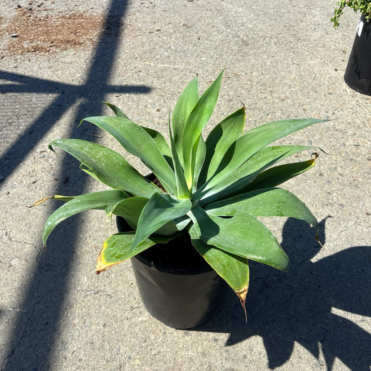Fox Tail Agave