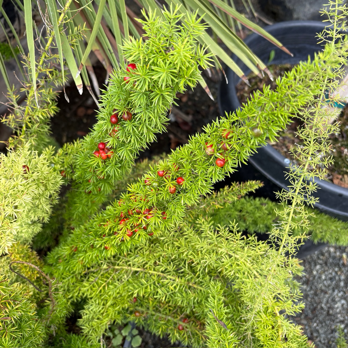Foxtail Asparagus Fern (Asparagus densiflorus ‘Meyeri’) with red berries in a garden setting